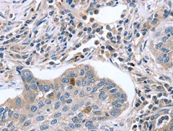 Immunohistochemistry (Formalin/PFA-fixed paraffin-embedded sections) - Anti-EGR4 antibody (AB198197)