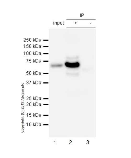 Immunoprecipitation - Anti-EHD1 antibody [EPR4954] (AB109311)