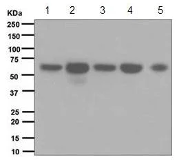 Western blot - Anti-EHD1 antibody [EPR4954] (AB109311)