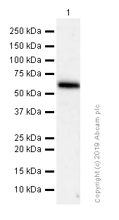 Western blot - Anti-EHD1 antibody [EPR4954] (AB109311)