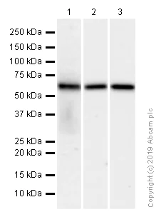 Western blot - Anti-EHD1 antibody [EPR4954] (AB109311)