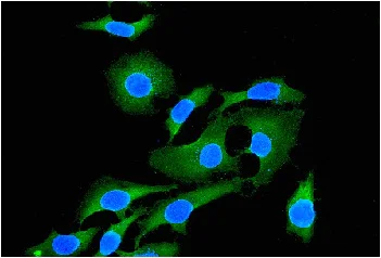 Immunocytochemistry/ Immunofluorescence - Anti-EHD1 antibody [EPR4955] - BSA and Azide free (AB247922)