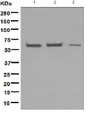 Western blot - Anti-EHD1 antibody [EPR4955] - BSA and Azide free (AB247922)