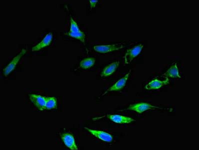 Immunocytochemistry/ Immunofluorescence - Anti-EHD2 antibody (AB222888)