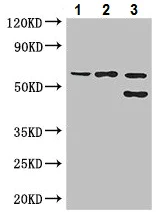 Western blot - Anti-EHD2 antibody (AB222888)
