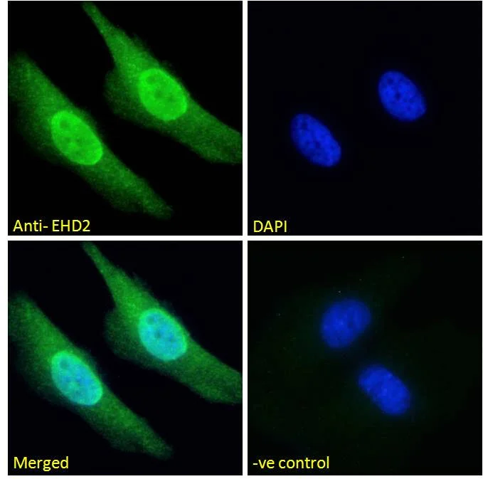 Immunocytochemistry - Anti-EHD2 antibody (AB23935)
