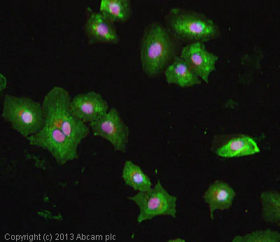 Immunocytochemistry - Anti-EHD2 antibody (AB23935)