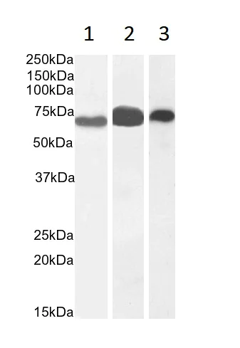 Western blot - Anti-EHD2 antibody (AB23935)