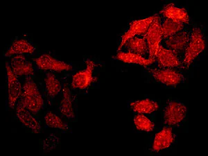 Immunocytochemistry/ Immunofluorescence - Anti-EHD2 antibody [EPR9821] - BSA and Azide free (AB249096)