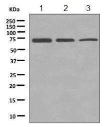 Western blot - Anti-EHD2 antibody [EPR9821] - BSA and Azide free (AB249096), expandable thumbnail