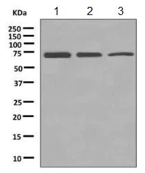 Western blot - Anti-EHD2 antibody [EPR9821] - BSA and Azide free (AB249096)