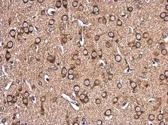 Immunohistochemistry (Formalin/PFA-fixed paraffin-embedded sections) - Anti-EHD4 antibody (AB153892)