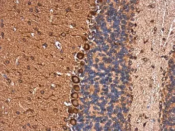 Immunohistochemistry (Formalin/PFA-fixed paraffin-embedded sections) - Anti-EHD4 antibody (AB153892)