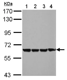 Western blot - Anti-EHD4 antibody (AB153892)