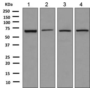 Western blot - Anti-EHD4 antibody [EPR9816(B)] (AB151694)