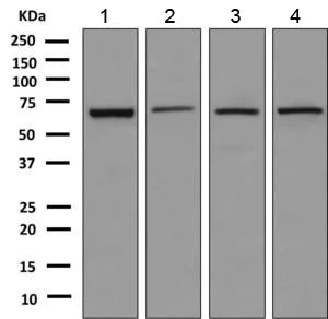 Western blot - Anti-EHD4 antibody [EPR9816(B)] - BSA and Azide free (AB249018)