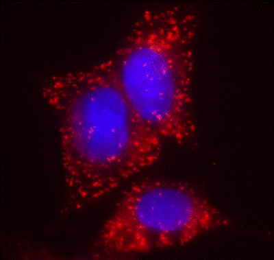 Immunocytochemistry - Anti-EHHADH antibody [7F6AF11] (AB110299), expandable thumbnail