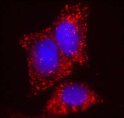 Immunocytochemistry - Anti-EHHADH antibody [7F6AF11] (AB110299)