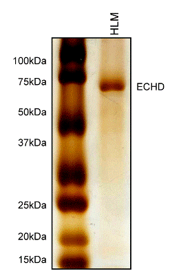 Immunoprecipitation - Anti-EHHADH antibody [7F6AF11] (AB110299), expandable thumbnail