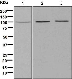 Western blot - Anti-EHM2 antibody [EP6191] (AB138487)