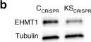 Western blot - Anti-EHMT1/GLP antibody [B0422] (AB41969)