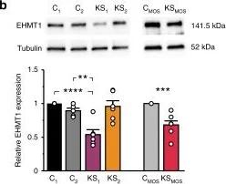 Western blot - Anti-EHMT1/GLP antibody [B0422] (AB41969)