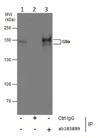 Immunoprecipitation - Anti-EHMT2/G9A antibody (AB183889)