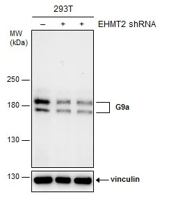 Western blot - Anti-EHMT2/G9A antibody (AB183889)