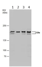 Western blot - Anti-EHMT2/G9A antibody (AB183889)