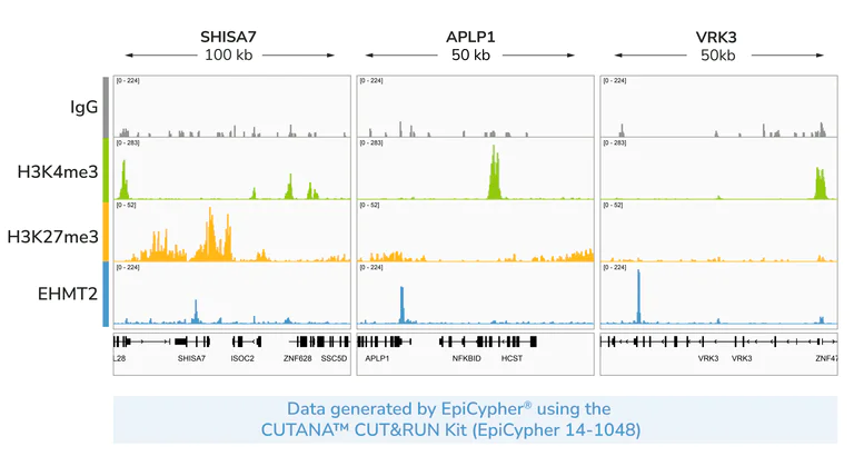 ChIC/CUT&RUN sequencing - Anti-EHMT2/G9A antibody [EPR18894-93] - BSA and Azide free (Detector) (AB305331)
