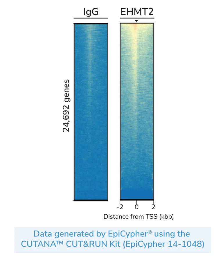 ChIC/CUT&RUN sequencing - Anti-EHMT2/G9A antibody [EPR18894-93] - BSA and Azide free (Detector) (AB305331)