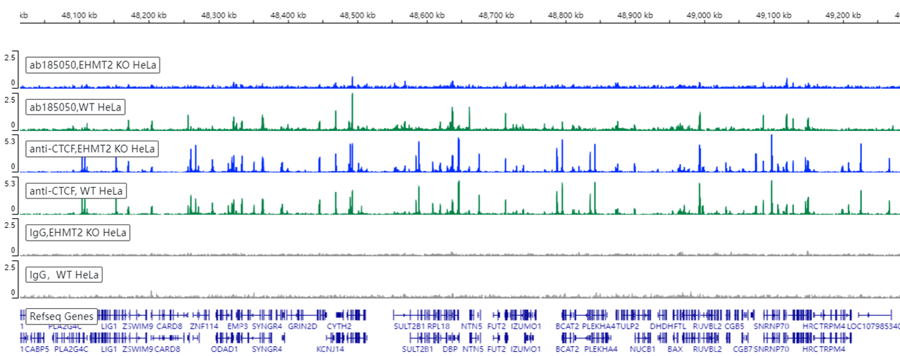 ChIC/CUT&RUN sequencing - Anti-EHMT2/G9A antibody [EPR18894] - ChIP Grade (ab185050), expandable thumbnail