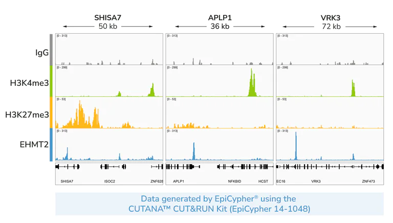 ChIC/CUT&RUN sequencing - Anti-EHMT2/G9A antibody [EPR18894] - ChIP Grade (AB185050)