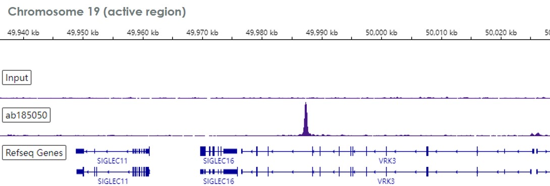 ChIP-sequencing - Anti-EHMT2/G9A antibody [EPR18894] - ChIP Grade (AB185050), expandable thumbnail