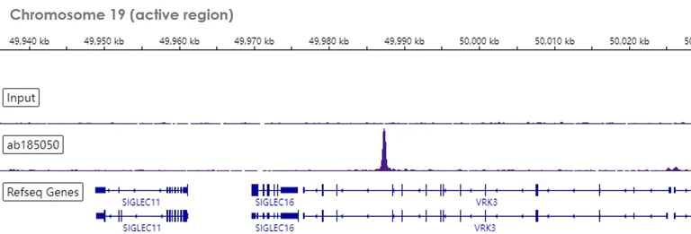 ChIP-sequencing - Anti-EHMT2/G9A antibody [EPR18894] - ChIP Grade (AB185050)