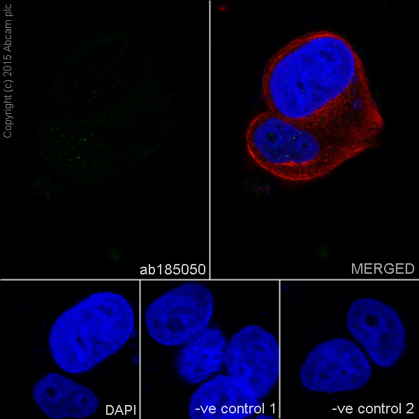 Immunocytochemistry/ Immunofluorescence - Anti-EHMT2/G9A antibody [EPR18894] - ChIP Grade (ab185050), expandable thumbnail