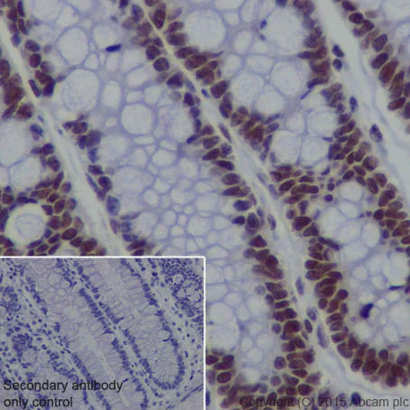 Immunohistochemistry (Formalin/PFA-fixed paraffin-embedded sections) - Anti-EHMT2/G9A antibody [EPR18894] - ChIP Grade (AB185050)