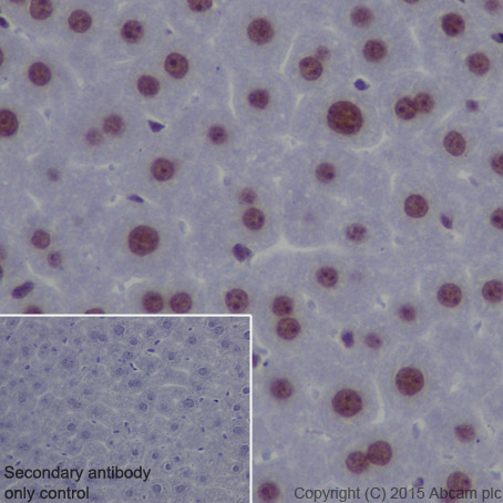 Immunohistochemistry (Formalin/PFA-fixed paraffin-embedded sections) - Anti-EHMT2/G9A antibody [EPR18894] - ChIP Grade (ab185050), expandable thumbnail