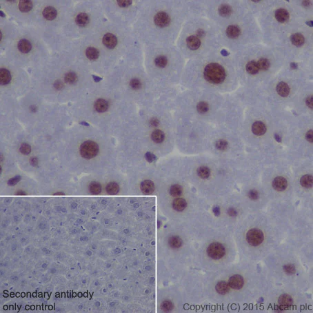 Immunohistochemistry (Formalin/PFA-fixed paraffin-embedded sections) - Anti-EHMT2/G9A antibody [EPR18894] - ChIP Grade (AB185050)