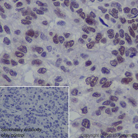 Immunohistochemistry (Formalin/PFA-fixed paraffin-embedded sections) - Anti-EHMT2/G9A antibody [EPR18894] - ChIP Grade (AB185050)
