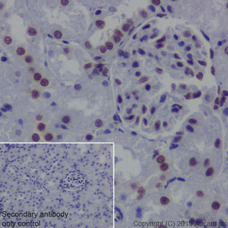 Immunohistochemistry (Formalin/PFA-fixed paraffin-embedded sections) - Anti-EHMT2/G9A antibody [EPR18894] - ChIP Grade (AB185050)