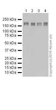 Western blot - Anti-EHMT2/G9A antibody [EPR18894] - ChIP Grade (AB185050)