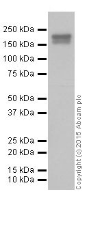 Western blot - Anti-EHMT2/G9A antibody [EPR18894] - ChIP Grade (ab185050), expandable thumbnail