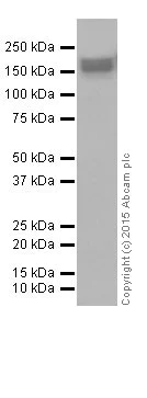 Western blot - Anti-EHMT2/G9A antibody [EPR18894] - ChIP Grade (AB185050)