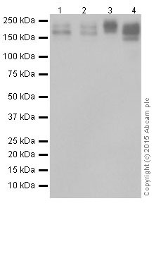 Western blot - Anti-EHMT2/G9A antibody [EPR18894] - ChIP Grade (ab185050), expandable thumbnail