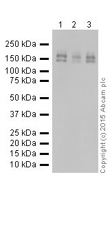 Western blot - Anti-EHMT2/G9A antibody [EPR18894] - ChIP Grade (ab185050), expandable thumbnail