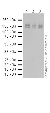 Western blot - Anti-EHMT2/G9A antibody [EPR18894] - ChIP Grade (AB185050)
