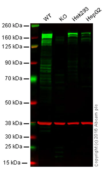 Western blot - Anti-EHMT2/G9A antibody [EPR18894] - ChIP Grade (AB185050)