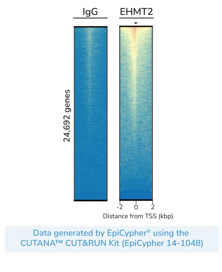 ChIC/CUT&RUN sequencing - Anti-EHMT2/G9A antibody [EPR18894] - ChIP Grade - BSA and Azide free (AB240289)