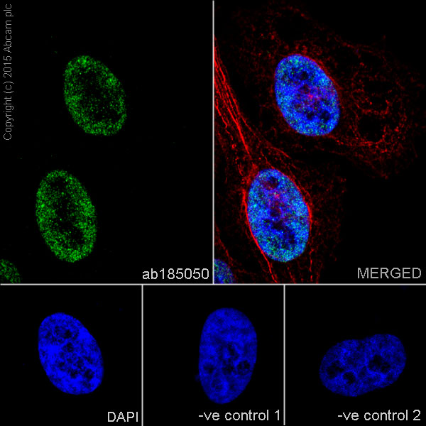 Immunocytochemistry/ Immunofluorescence - Anti-EHMT2/G9A antibody [EPR18894] - ChIP Grade - BSA and Azide free (AB240289)